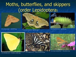 Moths, butterflies, and skippers (order Lepidoptera ) www.images.on.ca/.../ Zebra_Swallowtail.jpg www.floridata.com/.../ cloudless_sulphur.jpg www.ybis.at/natur/ …Pa163070.jpg www.fcps.k12.va.us/.. /ppolblue.jpg www.leps.it/indexjs.htm?.../ThymeSylve.htm www.fcps.k12.va.us/. ../ppolblue.jpg 