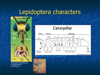 Lepidoptera characters http://static.howstuffworks.com/gif/butterfly-proboscis.jpg http:// www.greenville.k12.ny.us/.../cateranat.htm   