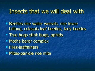 Insects that we will deal with   Beetles-rice water weevils, rice levee billbug, colaspis leaf beetles, lady beetles True bugs-stink bugs, aphids Moths-borer complex Flies-leafminers Mites-panicle rice mite 