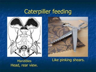 Caterpiller feeding Like pinking shears. Mandibles   Head, rear view.  