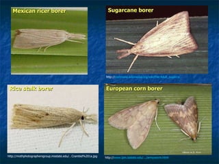 http:// www.ipm.iastate.edu/.../armyworm.html   http://mothphotographersgroup.msstate.edu/…Crambid%201a.jpg http:// commons.wikimedia.org/wiki/File:Adult_sugarca...   Mexican ricer borer Rice stalk borer Sugarcane borer European corn borer 