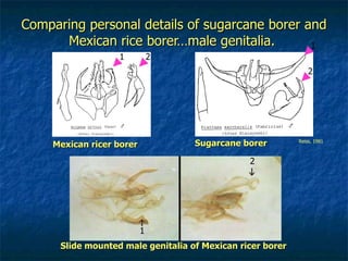 Comparing personal details of sugarcane borer and Mexican rice borer…male genitalia.  Mexican ricer borer Sugarcane borer Slide mounted male genitalia of Mexican ricer borer 1 1 2 2 2 1 Reiss, 1981 