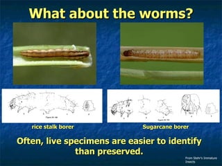 What about the worms? rice stalk borer Sugarcane borer Often, live specimens are easier to identify than preserved. From Stehr’s Immature Insects 
