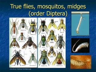 True flies, mosquitos, midges (order Diptera) www.sfu.ca/~fankbone/ biol/diptera.jpg 