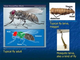 http:// animals.howstuffworks.com/.../printable   Typical fly adult Typical fly larva,  maggot http:// www.fishing-hotspot.co.uk/fishing-with-maggots/   Mosquito larva, also a kind of fly Head Thorax Abdomen 
