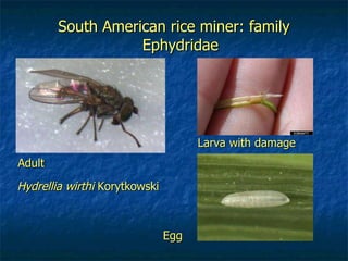 South American rice miner: family Ephydridae Hydrellia wirthi  Korytkowski Adult Larva with damage Egg 