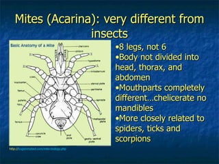 Mites (Acarina): very different from insects 8 legs, not 6 Body not divided into head, thorax, and abdomen Mouthparts completely different…chelicerate no mandibles More closely related to spiders, ticks and scorpions http:// bugsinmybed.com/mite-biology.php   