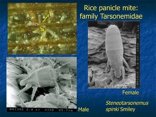 Rice panicle mite: family Tarsonemidae Steneotarsonemus spinki  Smiley mites Male Female 