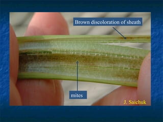 J. Saichuk mites Brown discoloration of sheath 