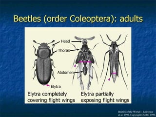 Beetles (order Coleoptera): adults Elytra completely  covering flight wings Elytra partially  exposing flight wings Thorax Abdomen Elytra Head Beetles of the World 1. Lawrence  et al. 1999. Copyright CSIRO 1999. 