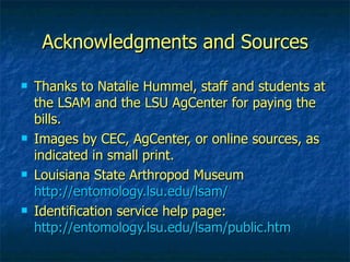 Acknowledgments and Sources Thanks to Natalie Hummel, staff and students at the LSAM and the LSU AgCenter for paying the bills.  Images by CEC, AgCenter, or online sources, as indicated in small print. Louisiana State Arthropod Museum  http://entomology.lsu.edu/lsam/ Identification service help page:  http://entomology.lsu.edu/lsam/public.htm 