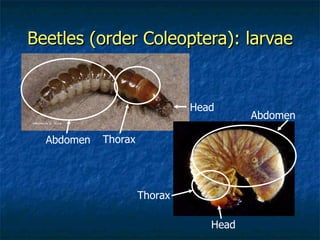 Beetles (order Coleoptera): larvae Head Thorax Abdomen Head Thorax Abdomen 