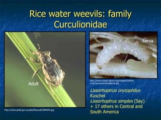 Rice water weevils: family Curculionidae http://www.padil.gov.au/pbt/files/uall/38RWW.jpg http://www.aragriculture.org/images/insects /rice/ricewaterweevillarva.jpg Adult Larva Lissorhoptrus oryzophilus  Kuschel Lissorhoptrus simplex  (Say)  + 17 others in Central and South America 