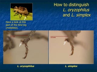 How to distinguish  L. oryzophilus   and  L. simplex Have a look at this part of the hind leg (metatibia). L. oryzophilus   L. simplex 