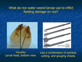 What do rice water weevil larvae use to inflict feeding damage on rice? Like a combination of pointed, cutting, and gouging chisels. Mandibles Larval head, bottom view. 