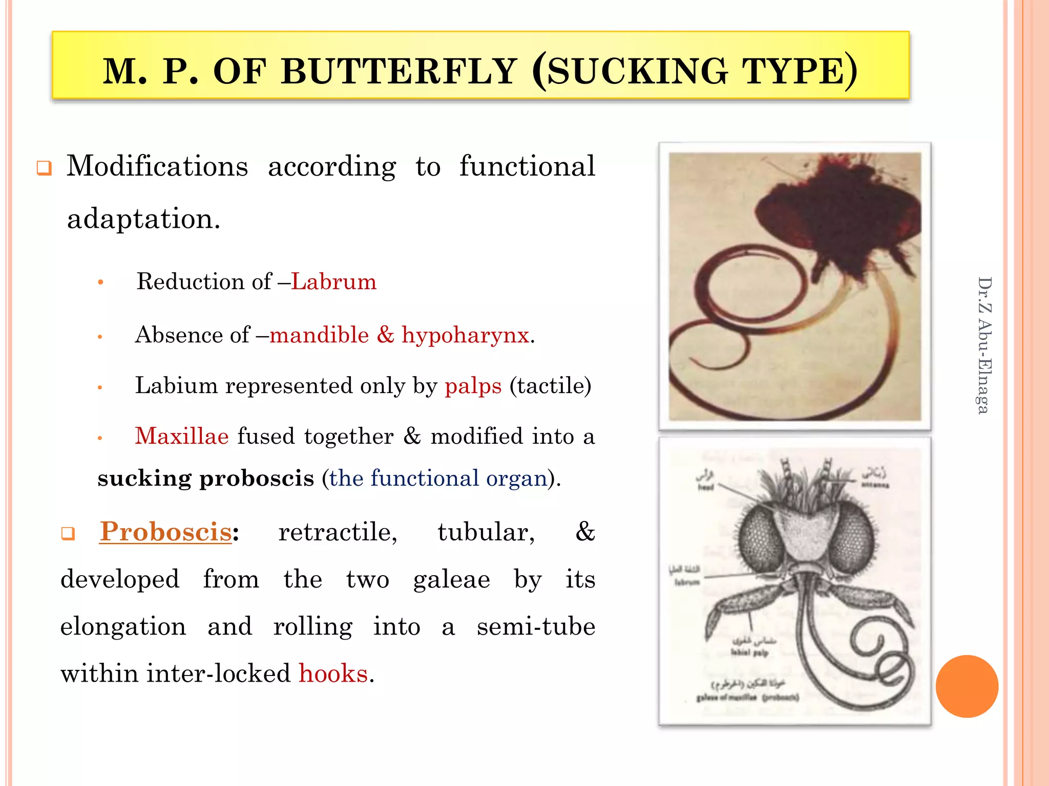 Insect morphology | PPTX