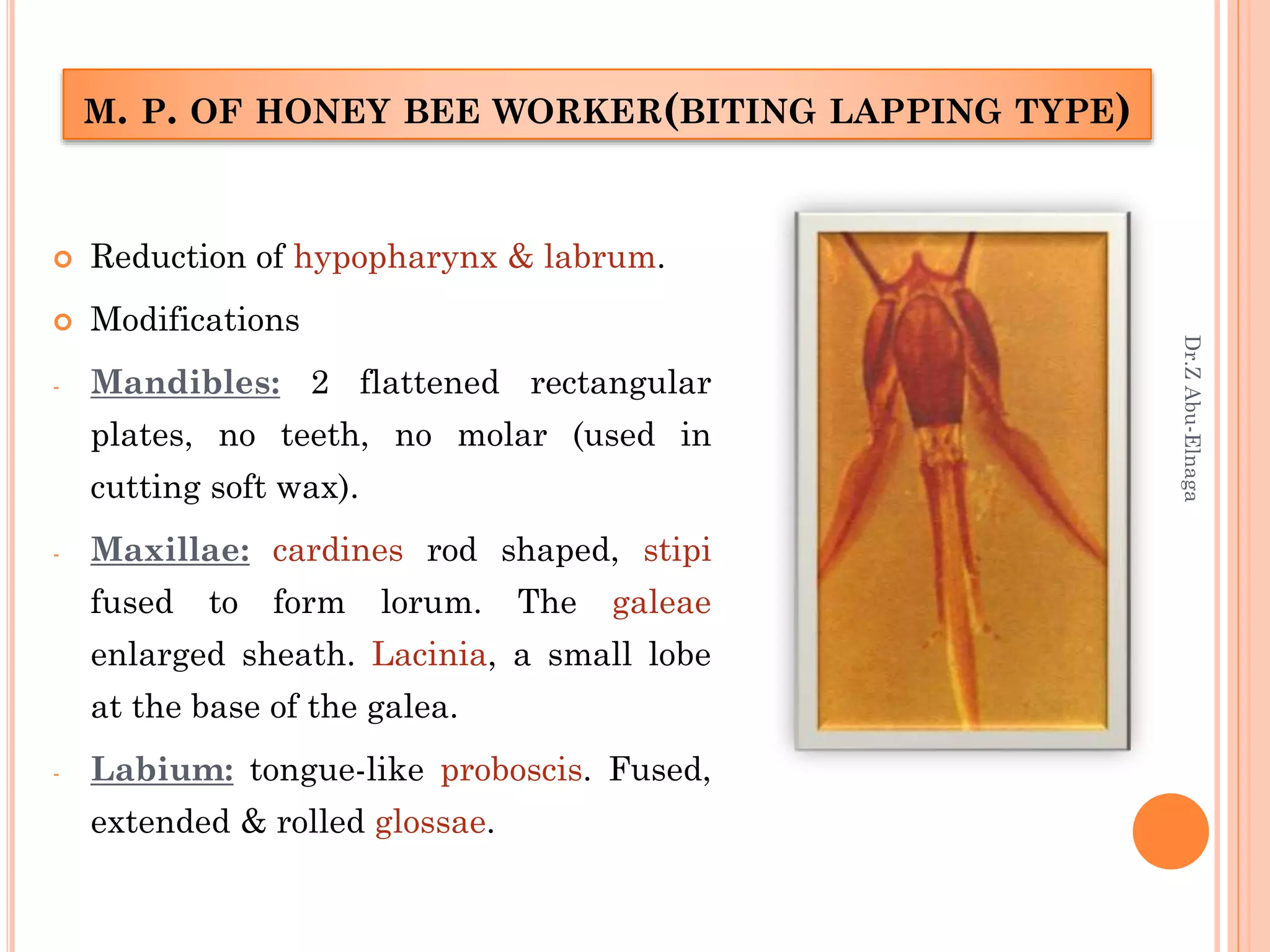 Insect morphology | PPTX