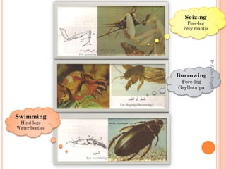 Insect morphology | PPTX