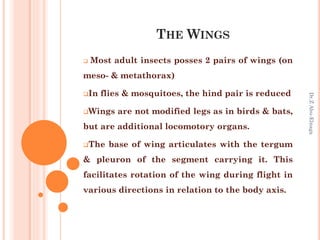 Two Segment Winged Flying Insect Insect morphology | PPTX