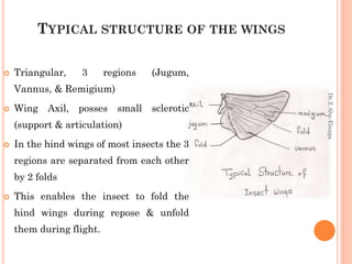 Insect morphology | PPTX