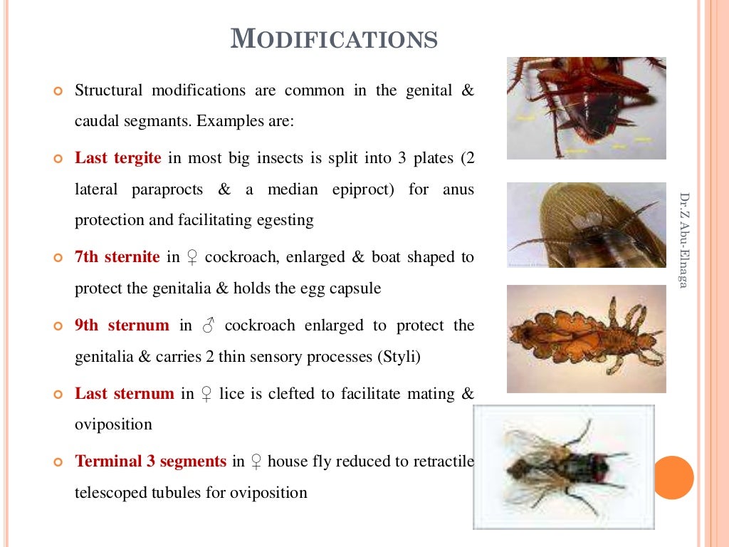 Insect morphology