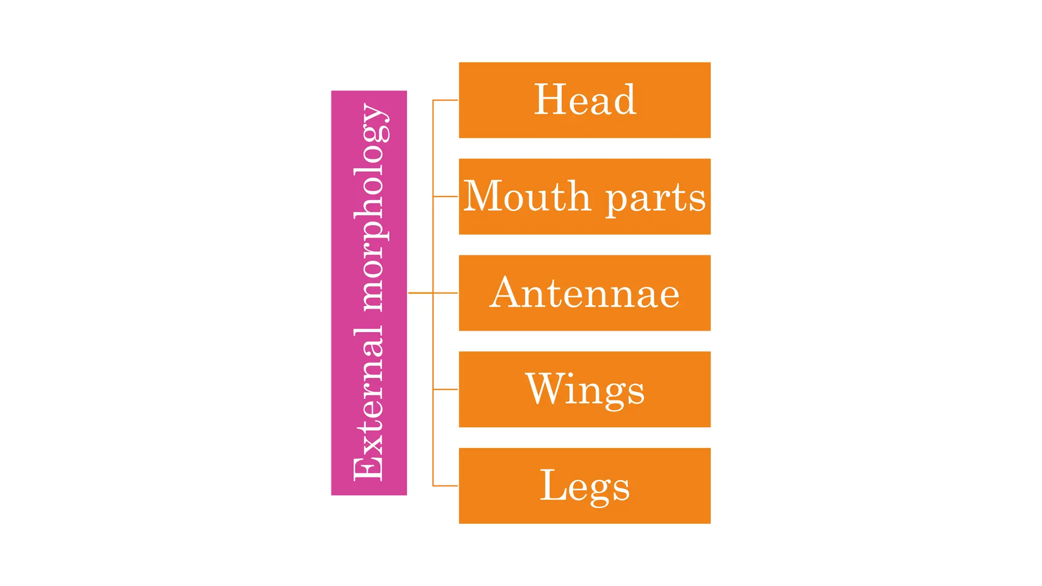 Insect Morphology lecture power point presentation | PPT