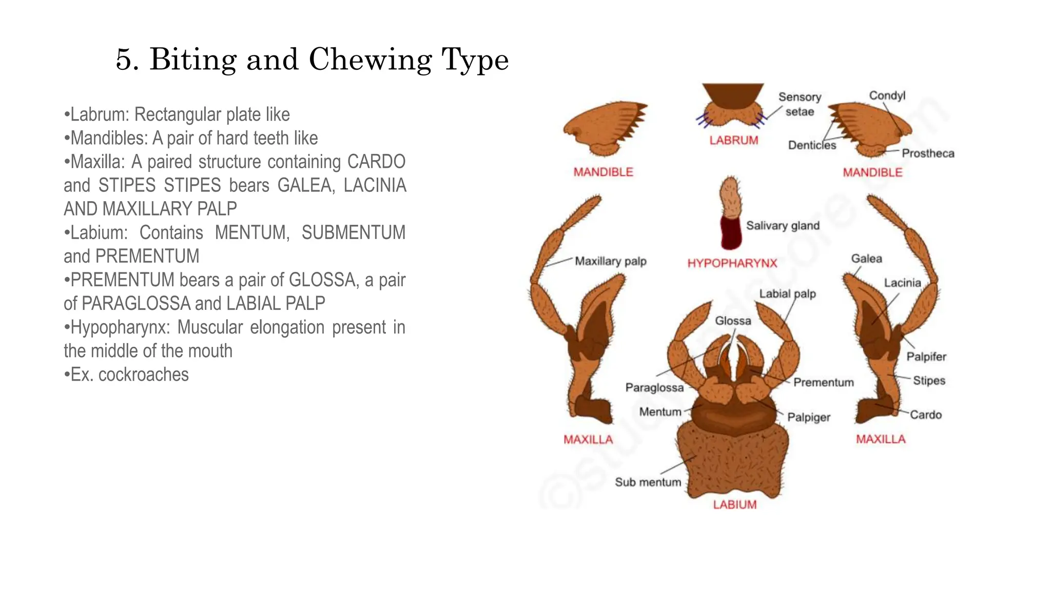 Insect Morphology lecture power point presentation | PPT