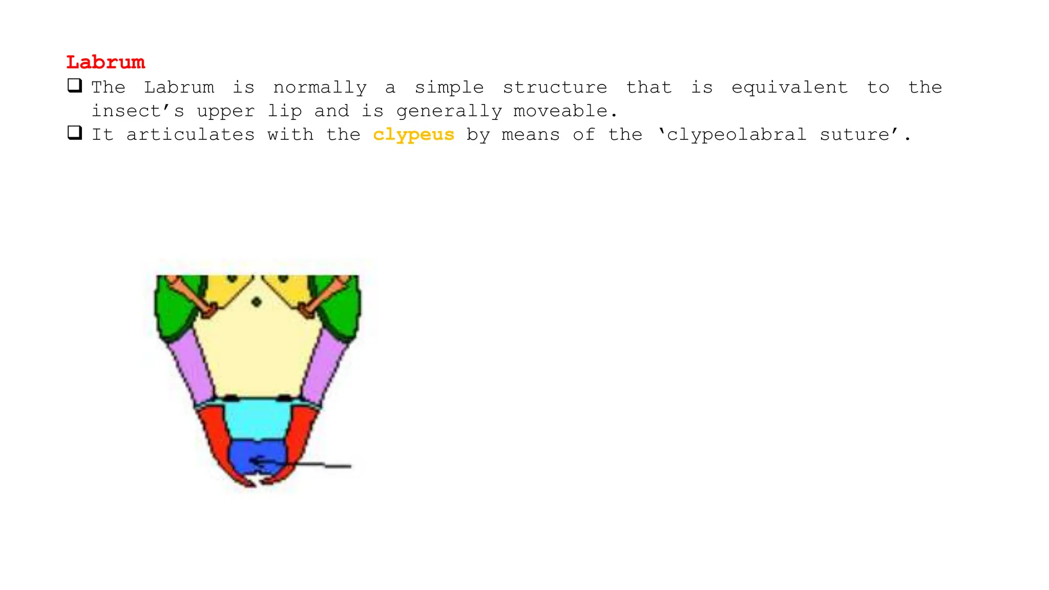 Insect Morphology lecture power point presentation | PPT