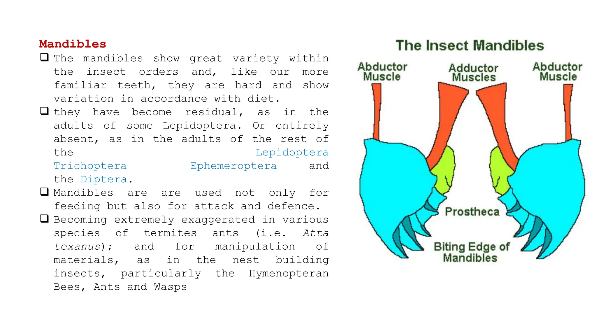 Insect Morphology lecture power point presentation | PPT