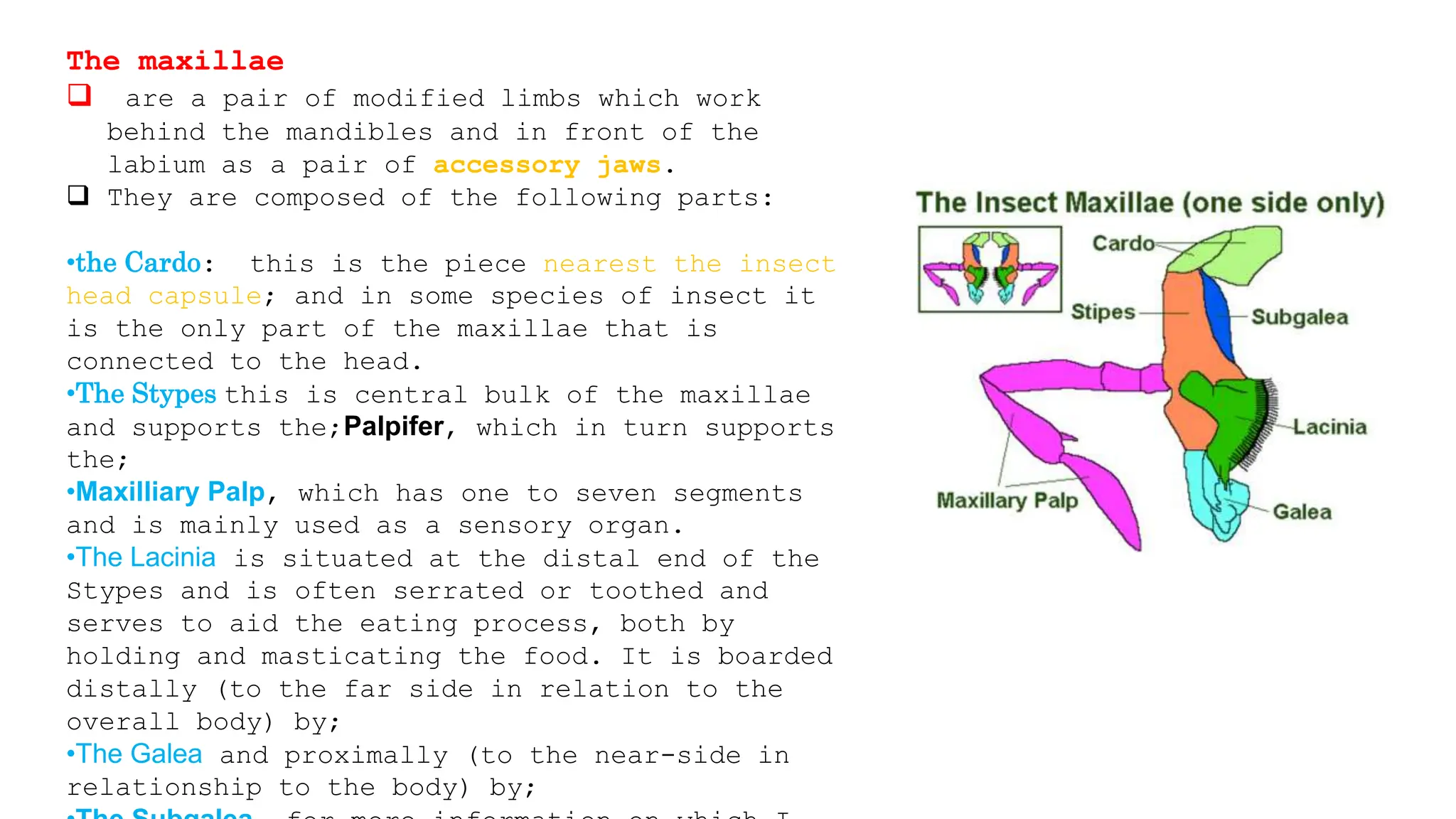 Insect Morphology lecture power point presentation | PPT