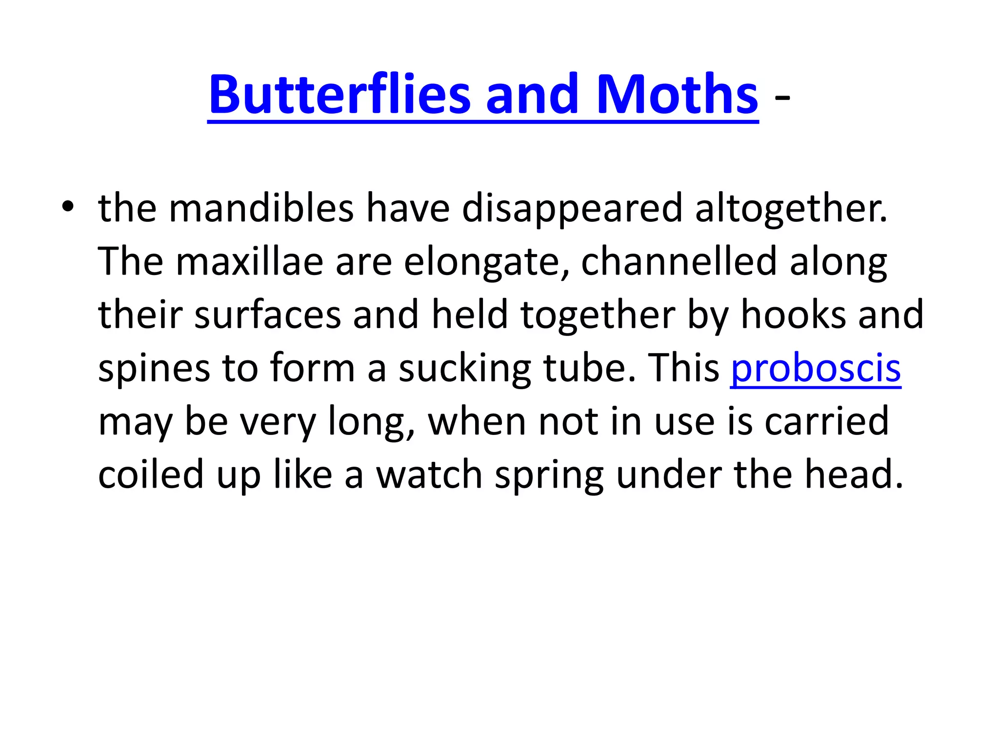 insect mouth parts.pptx
