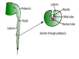 Labium Insect insect mouth parts.pptx