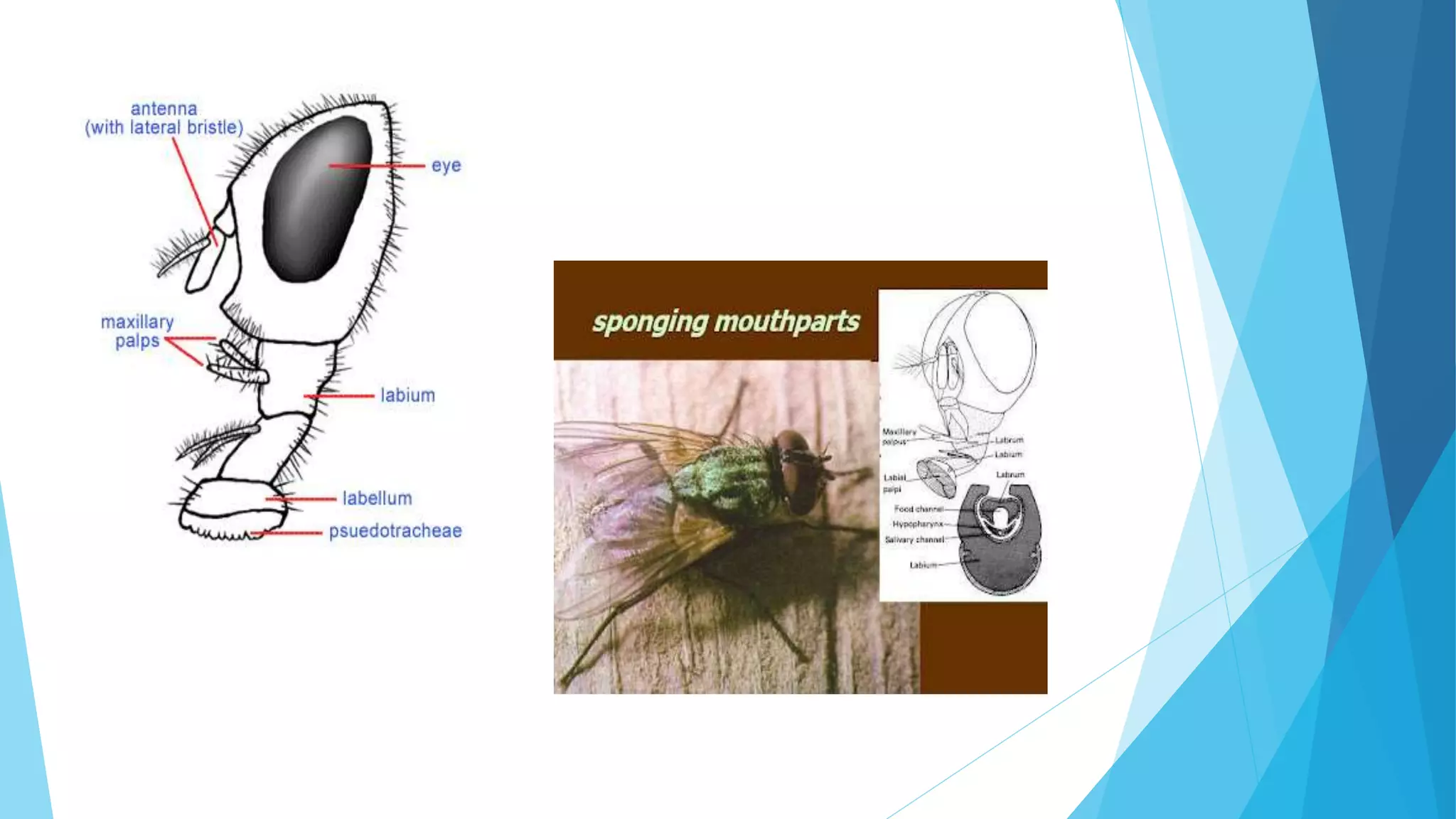 INSECT MOUTH PARTS AND THEIR MODIFICATION.pptx