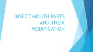 INSECT MOUTH PARTS
AND THEIR
MODIFICATION
 
