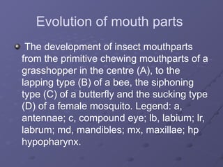 Insect Mouth Parts and types with their functions.pptx