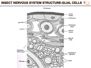 Synneuron Insect Insect nervious system and impulse transmission_S.Srinivasnaik_RAD21-25.ppt