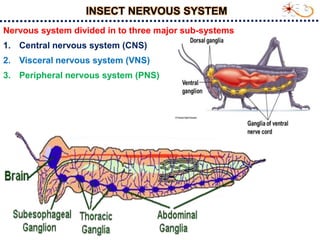 Synneuron Insect Insect nervious system and impulse transmission_S.Srinivasnaik_RAD21-25.ppt