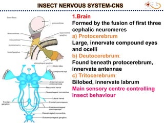 Synneuron Insect Insect nervious system and impulse transmission_S.Srinivasnaik_RAD21-25.ppt