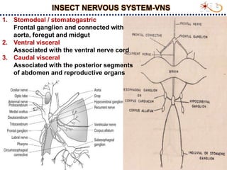 Aorta Insect Insect nervious system and impulse transmission_S.Srinivasnaik_RAD21-25.ppt