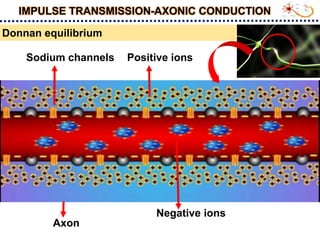 Insect nervious system and impulse transmission_S.Srinivasnaik_RAD21-25.ppt