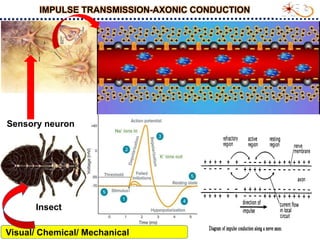 Insect nervious system and impulse transmission_S.Srinivasnaik_RAD21-25.ppt