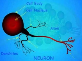 Synneuron Insect Insect nervious system and impulse transmission_S.Srinivasnaik_RAD21-25.ppt