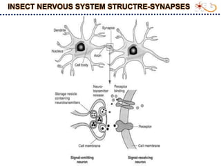 Neuro Cell Insect Insect nervious system and impulse transmission_S.Srinivasnaik_RAD21-25.ppt