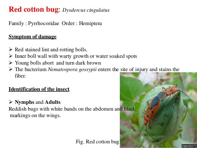 Insect Pests Of Cotton Pdf , Insects – VIIIG