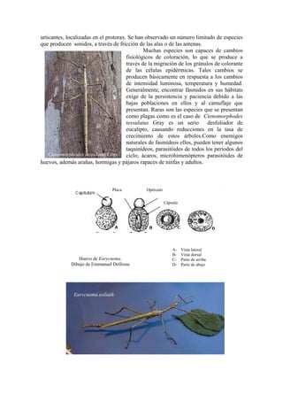 Bicho Rama Insecto Palo Orden Phasmida | PDF