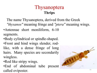 insect order.pdf