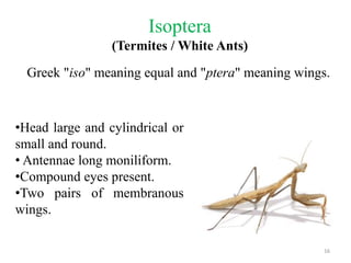 Isoptera
(Termites / White Ants)
Greek "iso" meaning equal and "ptera" meaning wings.
•Head large and cylindrical or
small...