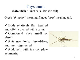 Thysanura
(Silverfish / Firebrats / Bristle tail)
Greek "thysano-" meaning fringed "ura" meaning tail.
 Body relatively f...