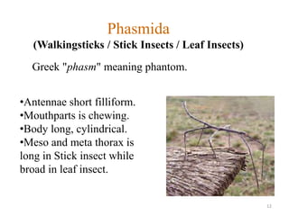 Insects orders | PPTX