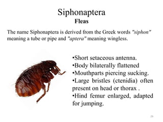 Siphonaptera
Fleas
The name Siphonaptera is derived from the Greek words "siphon"
meaning a tube or pipe and "aptera" meaning wingless.
•Short setaceous antenna.
•Body bilaterally flattened
•Mouthparts piercing sucking.
•Large bristles (ctenidia) often
present on head or thorax .
•Hind femur enlarged, adapted
for jumping.
29
 